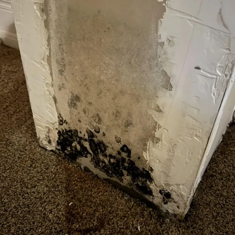 Professional Mold Removal in Spring Valley, CA